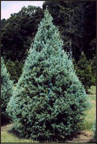 arizona cypress christmas tree