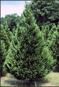leyland cypress