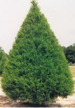 red cedar
