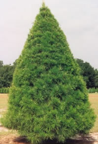 sand pine