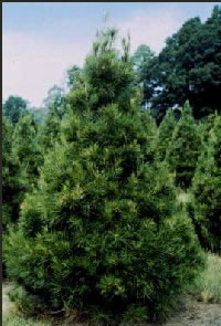 virginia pine