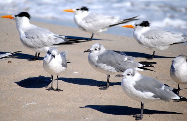 Cold temperatures didn't seem to bother these shore bids. 