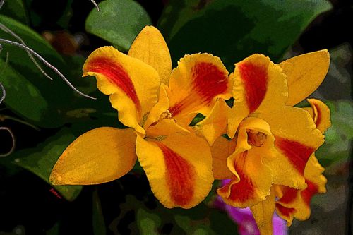 yellow orchid