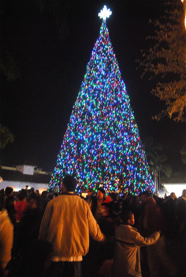 A view of Delray's 100-foot tree from the ground. 